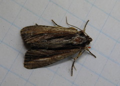 Apamea verbascoides