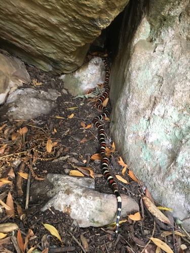 iNaturalist observation photo of Coast Mountain Kingsnake