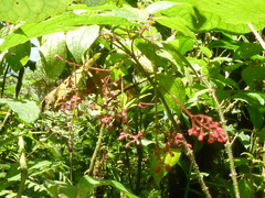 Miconia melanotricha