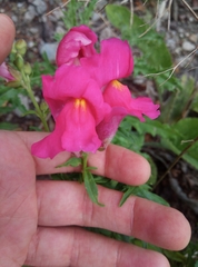 Antirrhinum majus