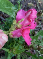 Antirrhinum majus