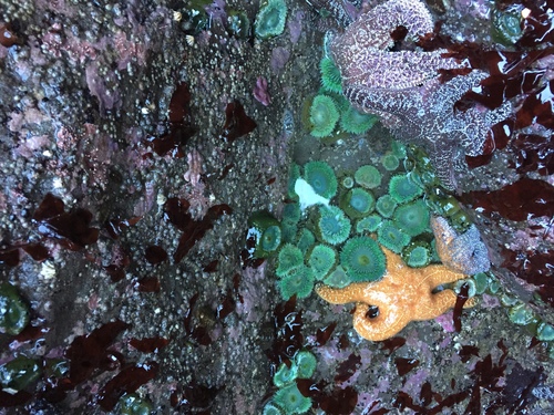 Ochre Sea Star photographed in Oregon