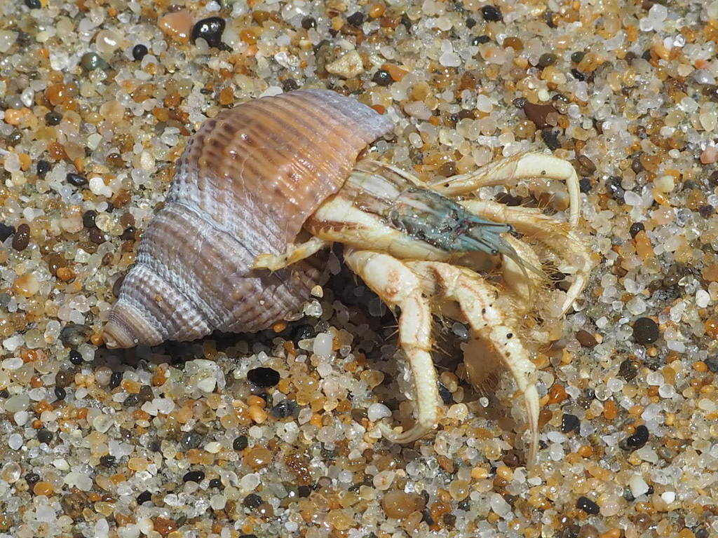 North American Hermit Crab