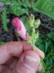 Antirrhinum majus