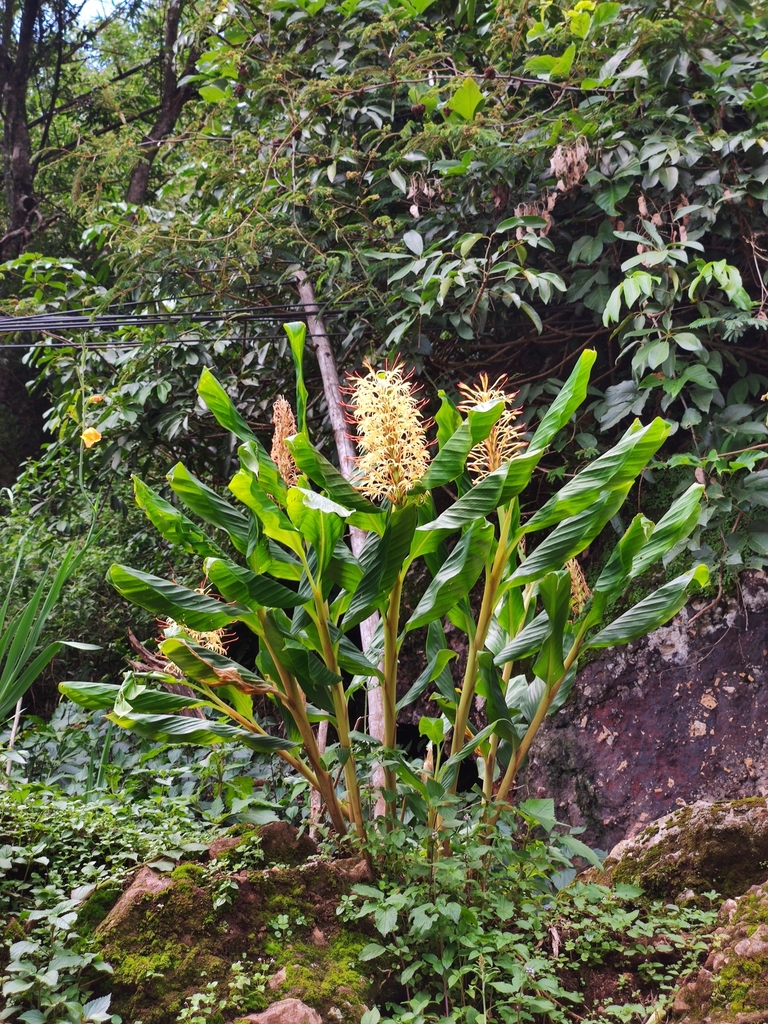 Hedychium glabrum