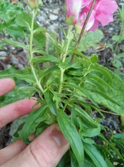 Antirrhinum majus