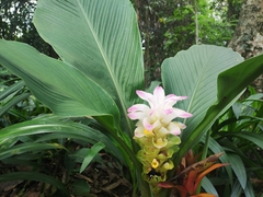 Curcuma aromatica