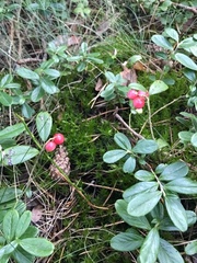 Vaccinium vitis-idaea