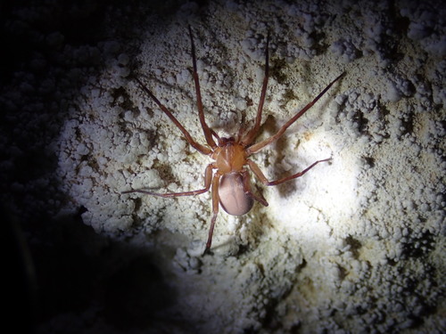 Liocranoides archeri
