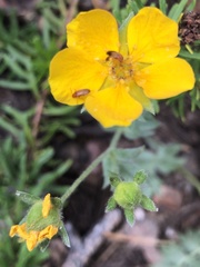 Potentilla breweri