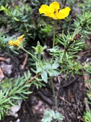 Potentilla breweri