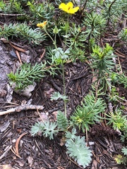 Potentilla breweri