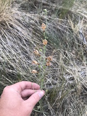 Penstemon comarrhenus