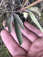 Penstemon comarrhenus