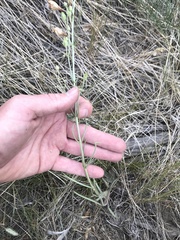Penstemon comarrhenus
