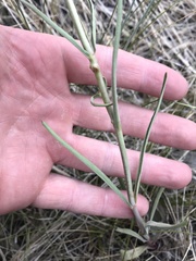 Penstemon comarrhenus