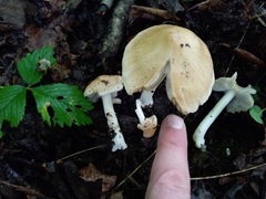 Inocybe fibrosoides