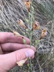 Penstemon comarrhenus