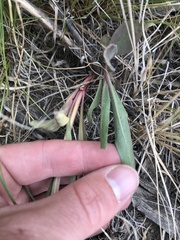 Penstemon comarrhenus