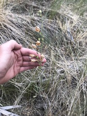 Penstemon comarrhenus