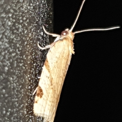 Paramesia gnomana