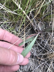 Penstemon comarrhenus