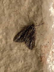 Carphoides incopriarius