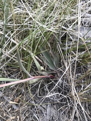 Penstemon comarrhenus