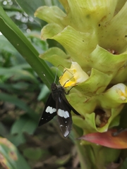 Notocrypta feisthamelii