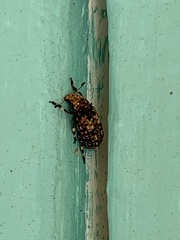 Euparius