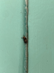 Euparius