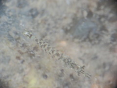 Mysini