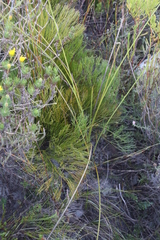 Nanobubon strictum
