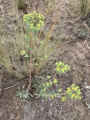 Euphorbia chamaesula