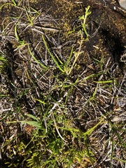 Diphasiastrum sitchense