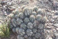 Copiapoa solaris