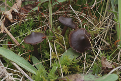 Cortinarius suberythrinus
