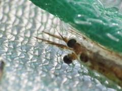 Mysini
