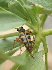 Strophiona tigrina
