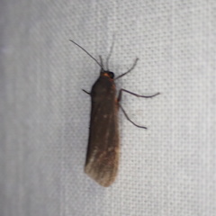 Virbia laeta