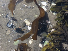 Saccorhiza dermatodea