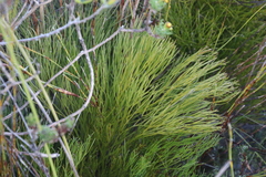 Nanobubon strictum