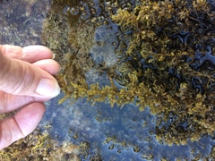 Sargassum agardhianum