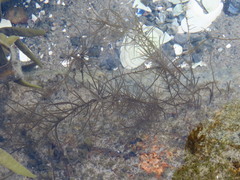 Chordaria flagelliformis