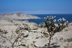 Nolana aplocaryoides