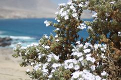 Nolana aplocaryoides