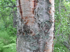 Betula papyrifera kenaica