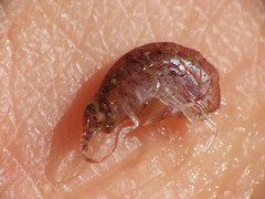 Gammarellus angulosus
