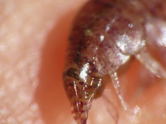 Gammarellus angulosus