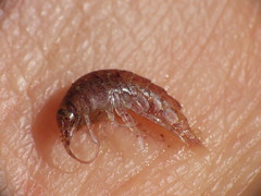 Gammarellus angulosus